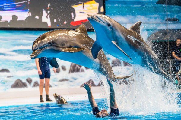 Dubai Dolphinarium - Image 5