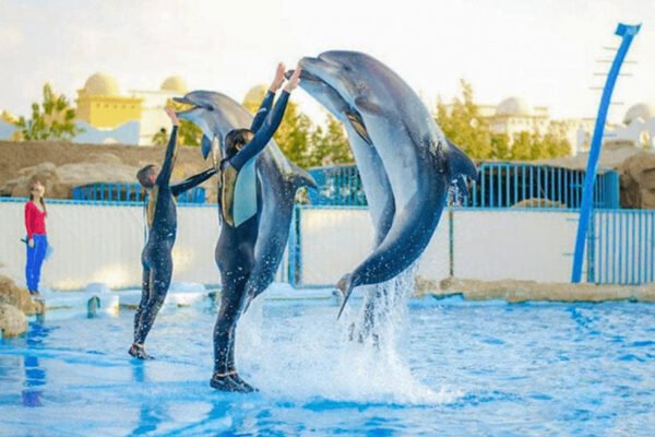 Dubai Dolphinarium - Image 4