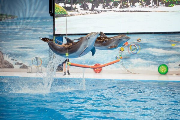 Dubai Dolphinarium - Image 2