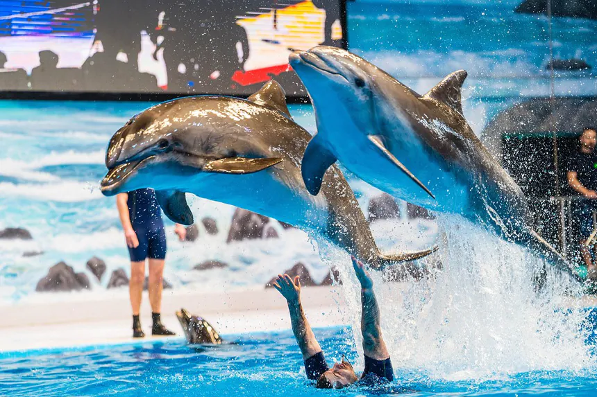 Dubai Dolphinarium